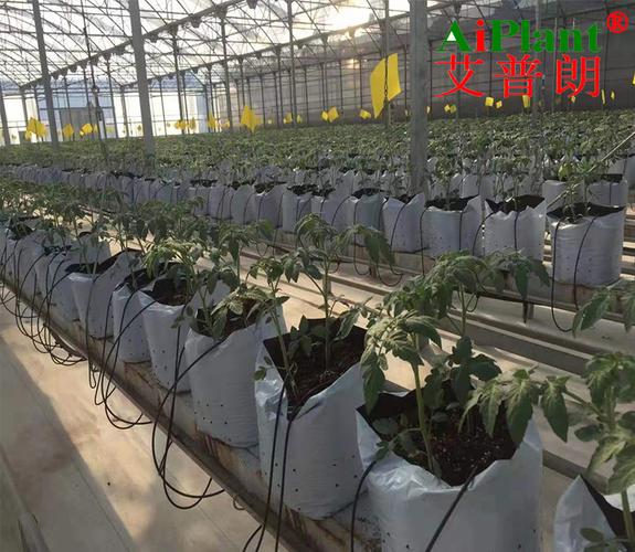 花卉无土栽培对基质有什么要求