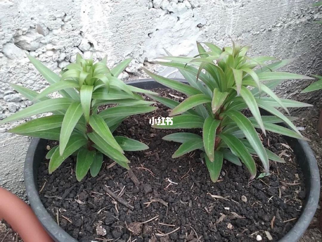 百合花怎么繁殖