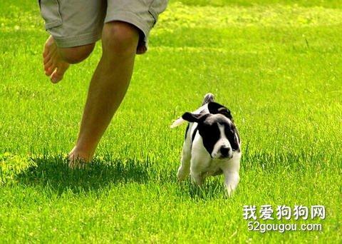 怎样训练狗狗会跟着自己走