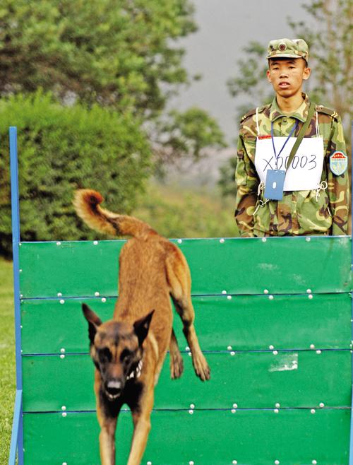 昆明训练犬学校
