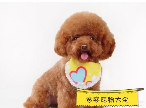 泰迪幼犬凉怎么不吃东西