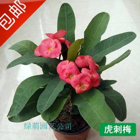 虎刺梅的栽培