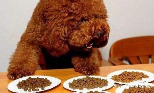 泰迪肠不吃东西怎么办