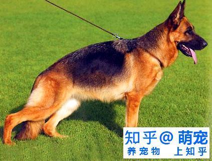 成年弓背犬怎么训练