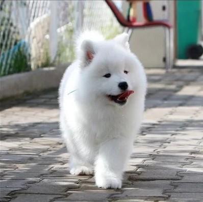 怎么训练幼犬的萨摩耶