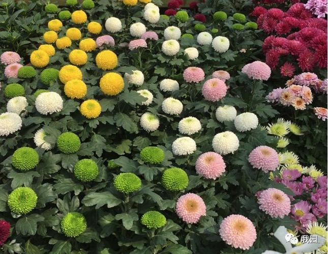 菊花栽培