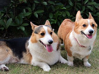 怎么样训练柯基犬