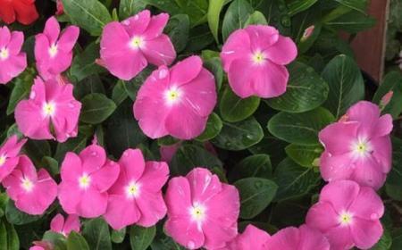 长春花怎样栽培管理
