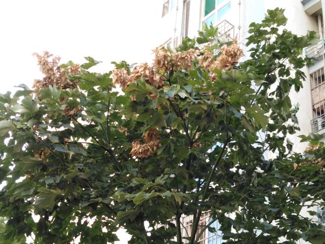 梧桐树的栽培
