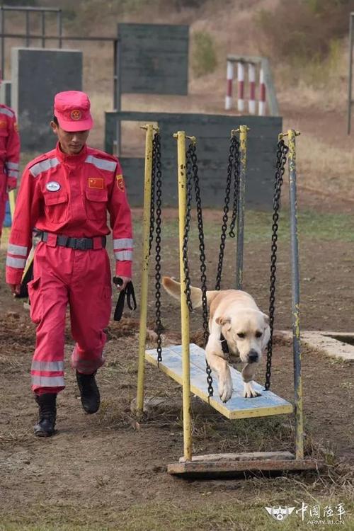 搜救犬训练用品