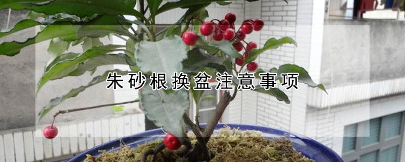 换盆前的注意事项