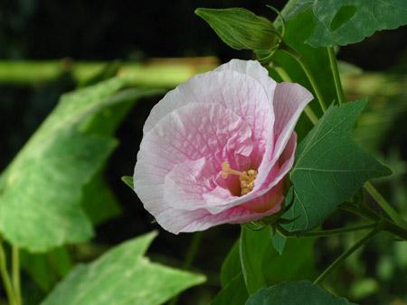 芙蓉花图片和栽培技术