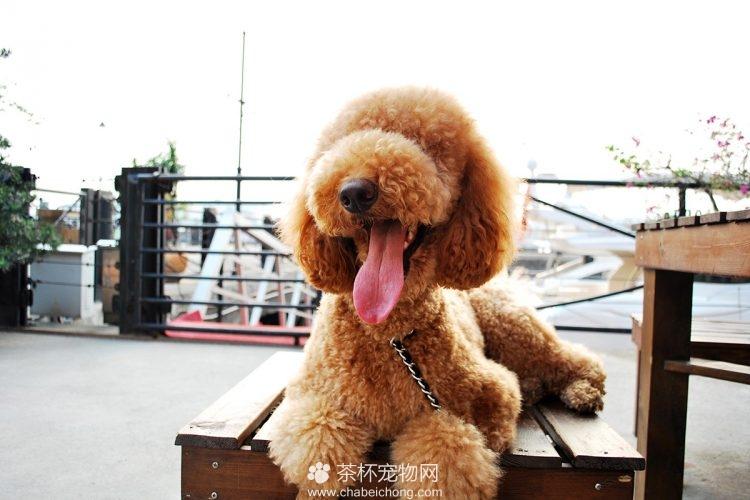 贵宾老是拿身体蹭东西怎么办