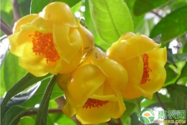 金茶花栽培技术