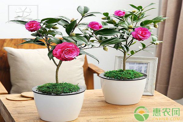 盆栽茶花移植注意事项