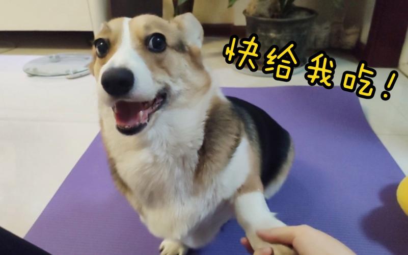 柯基 训练握手