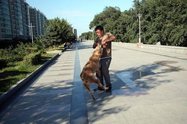 如何训练狗狗扑人