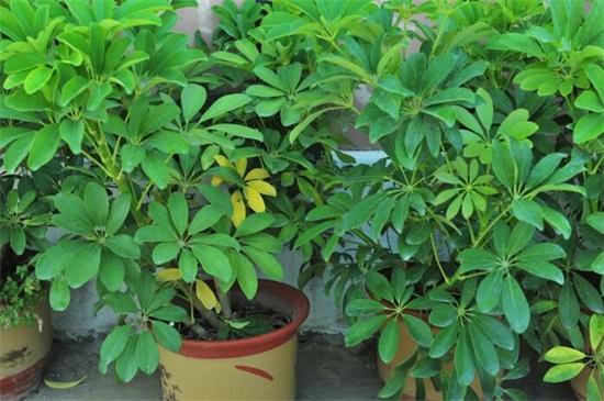 鹅掌木的养殖方法