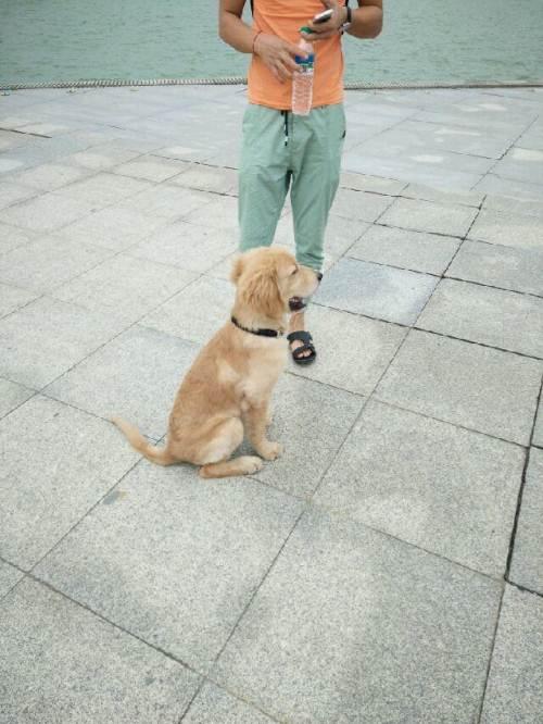 三个月金毛训练什么牌子好