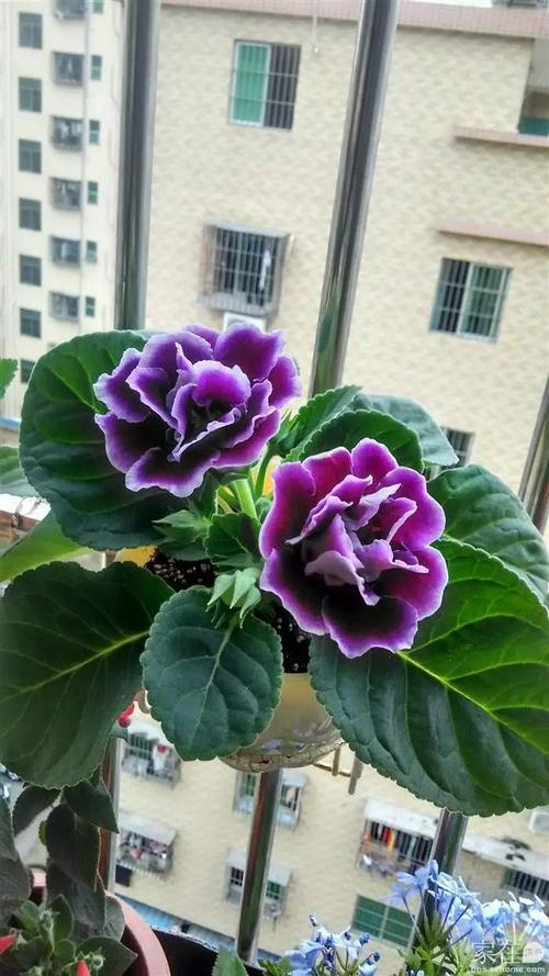 大岩桐的栽培方法