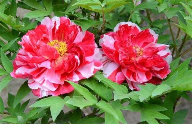牡丹花养殖栽培方法