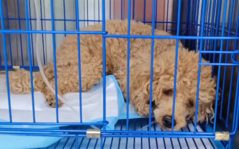 泰迪狗生病不吃东西