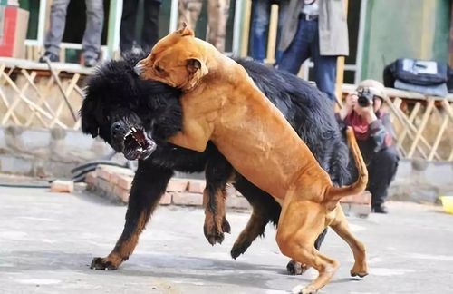 比特犬不咬东西怎么办