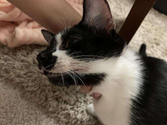 小猫嘴巴上有黑色东西怎么办