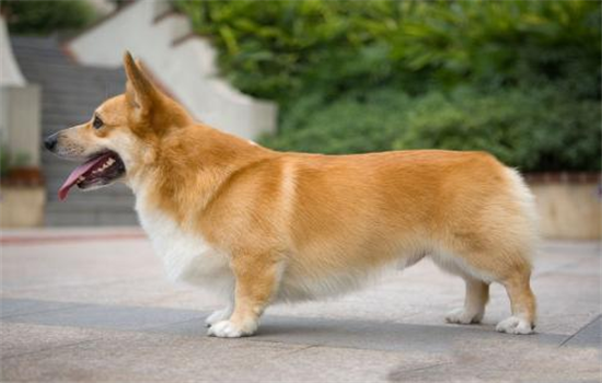 柯基犬的服从性训练攻略