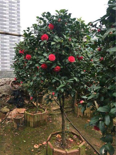 野生山茶花栽培技术