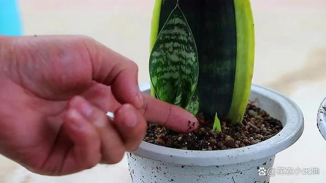虎尾兰繁殖方法
