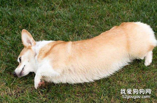 柯基狗训练技巧