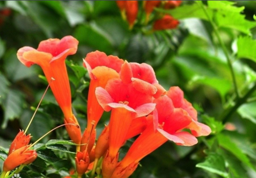 凌宵花栽培技术
