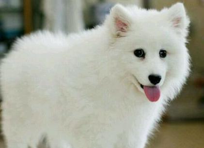 银狐如何训练