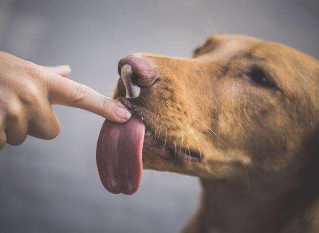 小狗老是舔东西什么原因