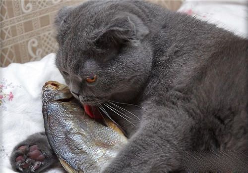 新买的猫回家不吃东西怎么办