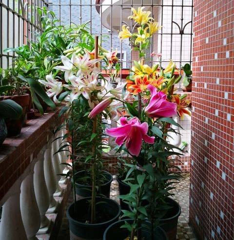 百合盆栽的栽培方法