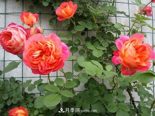 月季的栽培管理要点
