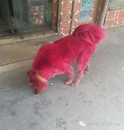 狗狗拉屎有红色东西怎么回事啊