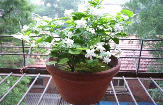 茉莉栽培方法和注意事项
