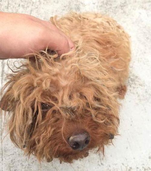 泰迪犬腿受伤了不肯吃东西