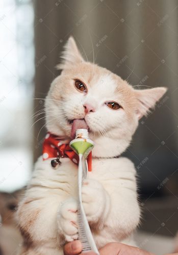 猫在吃东西的时候发出声音