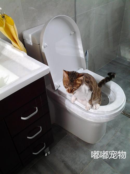 猫训练上厕所