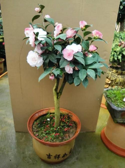 北方怎么露天栽培茶花