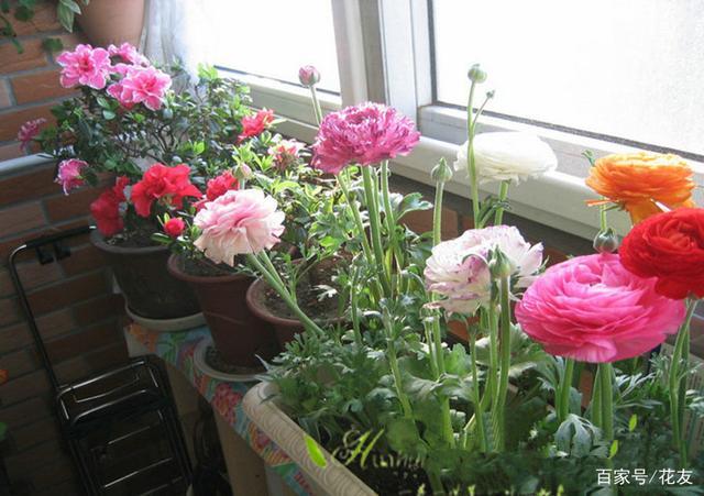 花毛茛栽培