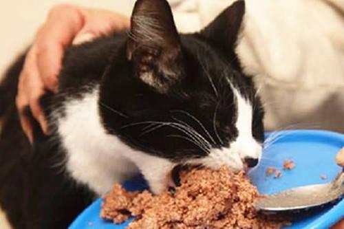 猫节育后拉稀不吃东西