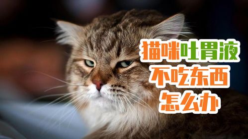 猫集体不吃东西怎么办