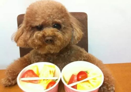 教狗狗不要乱吃东西