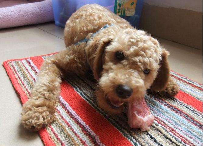 贵宾犬吃东西太快怎么办