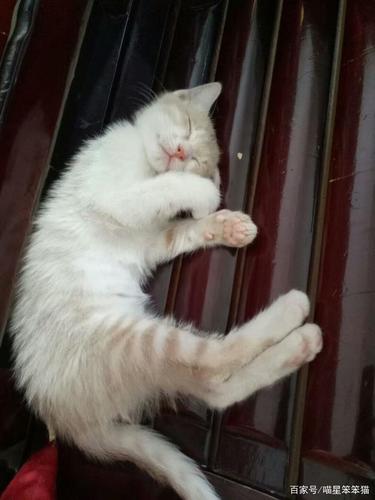 如何训练奶猫下床睡